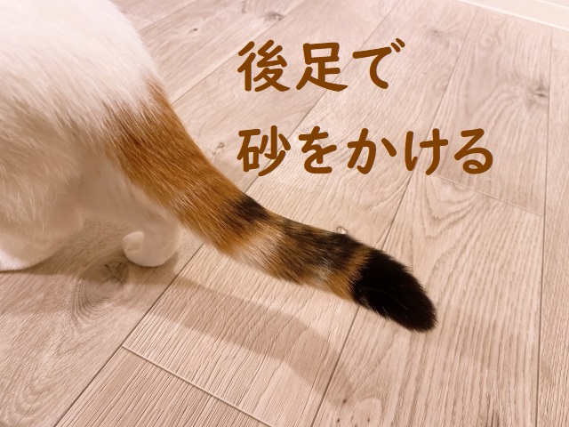 後足で砂をかける の意味 後足で砂をかけられた などの例文 論文 小論文の書き方