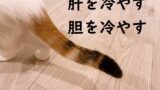 案の定 の意味と例文 論文 小論文の書き方