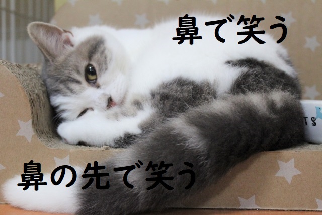 鼻で笑う の意味 鼻の先で笑う などの例文 論文 小論文の書き方
